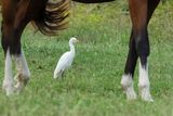 Cattle Egret (Bubulcus ibis)