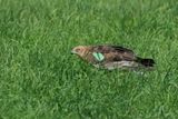 Western Marsh Harrier (Circus aeruginosus)