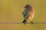 European Stonechat (Saxicola rubicola) 