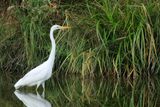 Great Egret (Ardea alba)