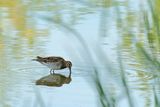 Common Snipe (Gallinago gallinago)