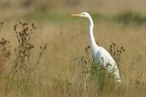 Great Egret (Ardea alba)