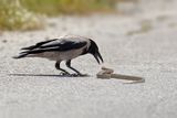 Hooded Crow (Corvus cornix)