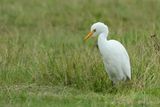 Cattle Egret (Bubulcus ibis)