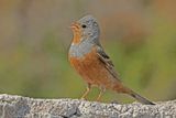Cretzschmars Bunting (Emberiza caesia)