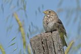 Corn Bunting  (Miliaria calandra)