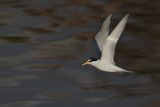 Little Tern (Sternula albifrons)
