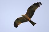 Black Kite  (Milvus migrans)
