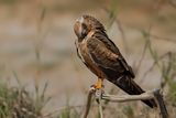 Montagus Harrier (Circus pygargus)