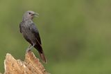 Tristrams Starling (Onychognathus tristramii) 