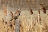 Common Kestrel (Falco tinnunculus) 