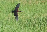 Glossy Ibis (Plegadis falcinellus)	