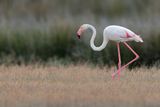 Flamingo (Phoenicopterus roseus)	