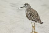 Wood Sandpiper  (Tringa glareola)