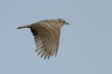 Crested Lark (Galerida cristata)
