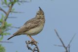 Crested Lark (Galerida cristata)