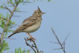 Crested Lark (Galerida cristata)
