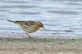 Red-throated Pipit (Anthus cervinus)