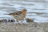 Red-throated Pipit (Anthus cervinus)
