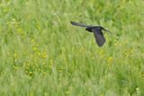 Barn Swallow (Hirundo rustica)