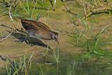 Spotted Crake (Porzana porzana) 