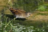 Spotted Crake (Porzana porzana) 