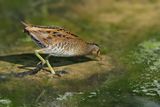 Spotted Crake (Porzana porzana) 