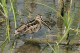 Common Snipe (Gallinago gallinago)