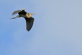 Purple Heron (Ardea purpurea) 