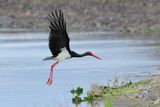 Black Stork  (Ciconia nigra)