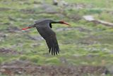 Black Stork  (Ciconia nigra)