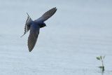 Barn Swallow (Hirundo rustica)