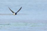Barn Swallow (Hirundo rustica)