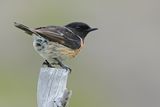 European Stonechat (Saxicola rubicola) 
