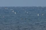 Yelkouan Shearwater - (Puffinus yelkouan)