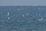 Yelkouan Shearwater - (Puffinus yelkouan)