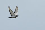 Rock Dove (Columba livia)