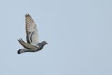 Rock Dove (Columba livia)