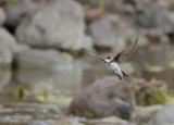 Sand Martin (Riparia riparia)