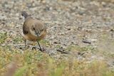 Eastern Black-eared Wheatear (Oenanthe melanoleuca)