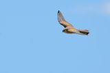 Lesser Kestrel (Falco naumanni)