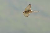 Lesser Kestrel (Falco naumanni)
