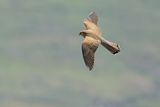 Lesser Kestrel (Falco naumanni)