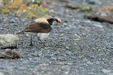 Eastern Black-eared Wheatear (Oenanthe melanoleuca)