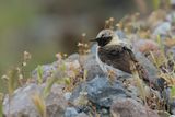 Eastern Black-eared Wheatear (Oenanthe melanoleuca)