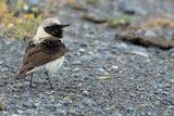 Eastern Black-eared Wheatear (Oenanthe melanoleuca)