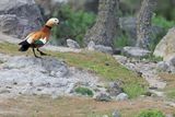 Ruddy Shelduck  (Tadorna ferruginea)