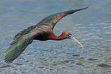 Glossy Ibis (Plegadis falcinellus)	