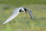 Whiskered Tern (Chlidonias hybridus)