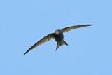 Pallid Swift  (Apus pallidus)